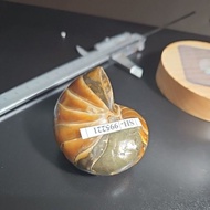 AMMONITE MADGASCAR HQ GENUINE NATURAL STONE