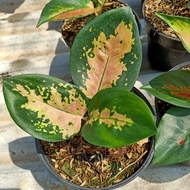 Tanaman Hias Aglaonema Sultan Brunei - Aglonema Sultan Brunei