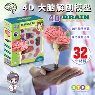 Human Brain Model Human Brain Neurodynamic Stem Structure Brain Vascular Distribution Brain Function