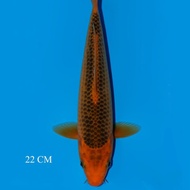 ikan koi aka matsuba import