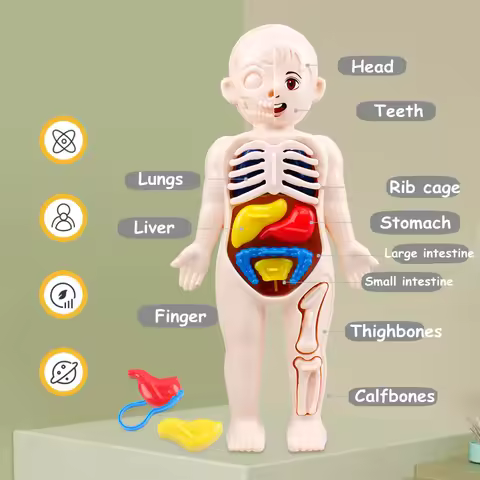 3D Montessori Puzzle Mannequin Human Anatomy Model Children's Learning Organs Toys Educational Body 