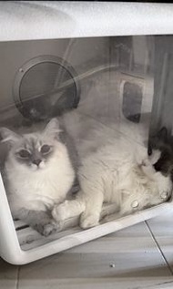 寵物烘乾箱