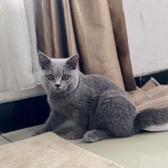 kucing british shorthair