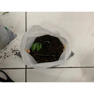 Anak Pokok Bunga Telang