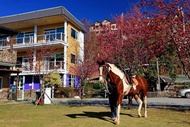 清境依默騎馬度假莊園 | 南投2-6人獨棟木屋 | 主題房型 | 烤肉 |