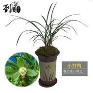 Liu Ge Orchid Orchid Seedlings Spring Orchid Old Eight Species Plum flower Sold in Winter with Bud Office Green Plant Fl