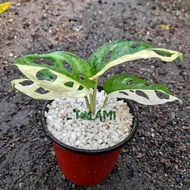 Tanaman Hias Monstera Adansonii Variegata Jepang/Janda Bolong