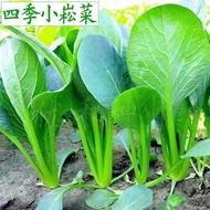 Instant Small Song Vegetable Seeds Green Stem Vegetables Green Pine Vegetables Small Green Vegetable