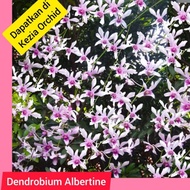 Anggrek Jadulan Dendrobium Albertine Albertin sedlgo 4466vf