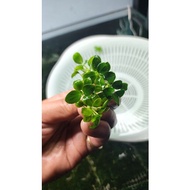 Cây Ráy Nana petite Thái ( lá nhỏ) | Cây Thuỷ Sinh Dán Lũa Đá - Cực Dễ Chơi và Chăm Sóc