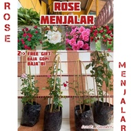 Pokok Bunga Rose Menjalar / Climbing Rose Thai murah