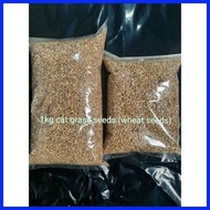 ♧ ◮ 1kg cat grass seeds (mix barley oat wheat seeds)