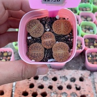 Free Shipping Over 38 Yuan#小可爱48720