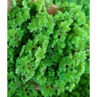 🌿 Azola murah /azolla – Baja Organik & Makanan Ternakan Semulajadi | Azolla Feed / Fertilizer 🌿