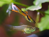 (LIVE FISH) Guppy Endler Fish