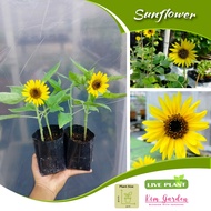 🔥(Live Plant) Anak Pokok Bunga Matahari renek/Sunflower dwarf🔥