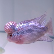 IKAN LOUHAN SRD LOKAL UKURAN 3 JARI