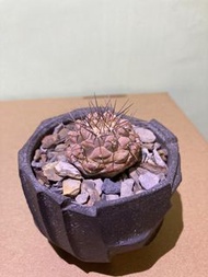黑王丸 孤龍丸 塊根 植物