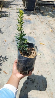 TKL - [Podocarpus Polybag] Mini Quetshe/Golden Quetshe/Golden/Fire Kylin [罗汉松袋装] 米叶雀舌/金雀舌/黄金/火麒麟