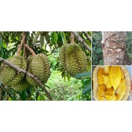 Anak Pokok Durian Musang King Hybrid