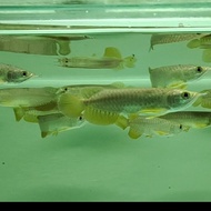 ikan arwana Golden red 14-15 cm
