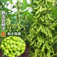 Vegetable Edamame Seeds Early Cooked Large Pod Edamame Seeds High-Produced Four Seasons Green Soybea