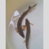 Palmas Senegalus Slayer 13-15 CM