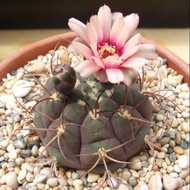 Plants Center พร้อมส่ง(tianzy)กระบองเพชรไม้ลำ แคคตัส cactus Gymnocalycium Pflanzii v. Albipulpa graf