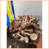 ✿ ✗ ∇ kabuteng saging/mushrooms seeds