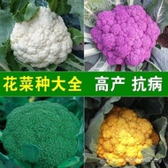 Sg Pine Cabbage Cauliflower Seeds Broccoli Seeds Purple Kale Seeds Spring Autumn Four Seasons Sowing