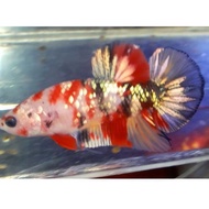 cupang giant red koi cooper yellow cooper multycolor gold cantik