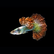 Red Dragon Dumbo Guppy