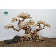 Stone bonsai Driftwood - Aquatic Driftwood For Aquarium Decoration, Aquarium, Office, Home (GH-BSR / 24)