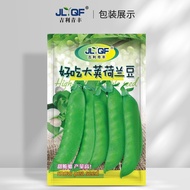 Dutch Bean Seed Four Seasons Beetle Vegetable Pea Sprout Seed Broad Bean Vegetable Seed Sharp Bean V
