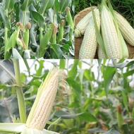 1 Tung F1 White Sticky Rice Corn Seeds are delicious and nutritious