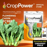 (500 GRAM) Biji Benih Sawi Bunga Great Asia FC988 大中华 CROP POWER F1 HYBRID Flowering Caixin Seeds 菜心