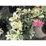 anak Pokok ixora batik 'frozen star' (variegated ixora)