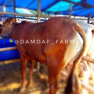 Sapi Qurban Sapi Madura-2 250kg