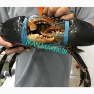 Best Seller Kepiting Hidup | Kepiting Jumbo Size Super - 800/900 Gram