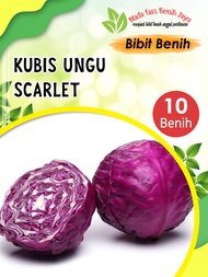 Benih bibit kubis ungu F1 - bibit sayuran kubis ungu hibrida