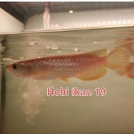 ikan arwana red banjar super