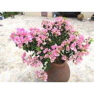 30 seds/pack Bonsai ornamental flower seeds Bougainvillea spectabilis flower seeds