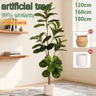 【In stock】Artificial Fiddle-Leaf Fig Artificial Tree Artificial Plant Ficus Tree Home Decorative Tre