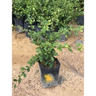 Berjaya Plant Nursery - Carmona Retusa/Hokkien Teh(Pokok Pagar Hidup/Pokok Bonsai/Pokok Hiasan Luar 