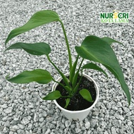 🔥INDOOR🔥 MONSTERA BURLE MARX FLAME (BMF) / 150mm Pots / Memanjat / Climbing / Live Plants