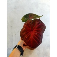 Keladi Sotong Merah Caladium Rare Thai Hybrid Pokok Indoors Outdoors Plants Flower Bunga