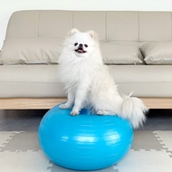 Patella luxation prevention dog gym ball, blue, 1 piece