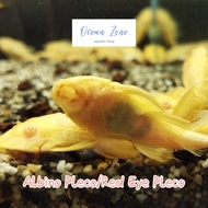 【Ocean Zone】Albino Pleco / Red Eye Pleco / Albino Algae Eater (Live Fish with DOA)