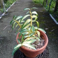 日本長生蘭Dendrobium moniliforme " 銀河 "(罕見~葉藝極美)個體優