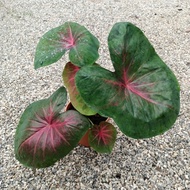 caladium passion/caladium glitters/Askar Hilo Baauty/red apple pokok bunga hidup